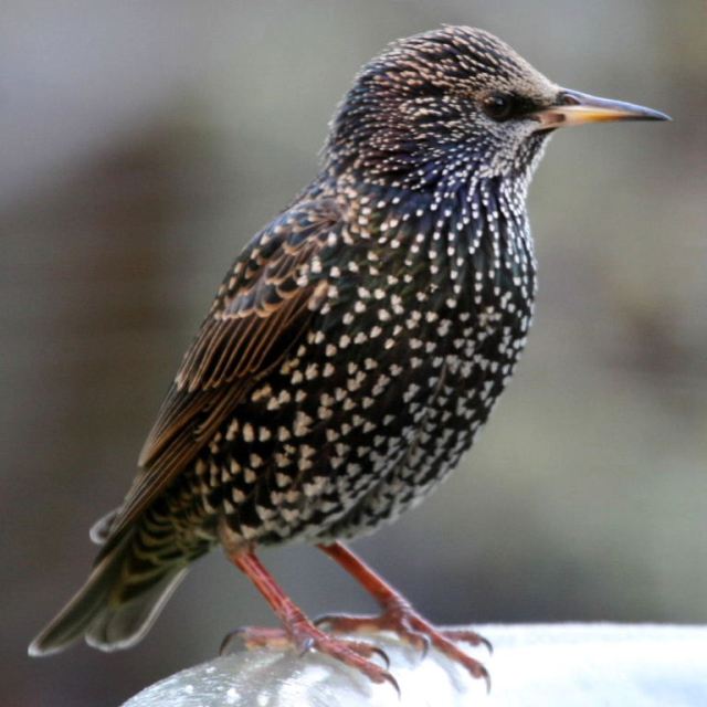 free wikipedia imate starling3