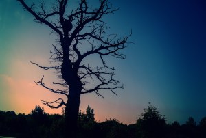 Silhouettes of trees without leaves at sunset